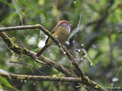 Foto Chiví Coronado