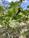 Poncirus trifoliata