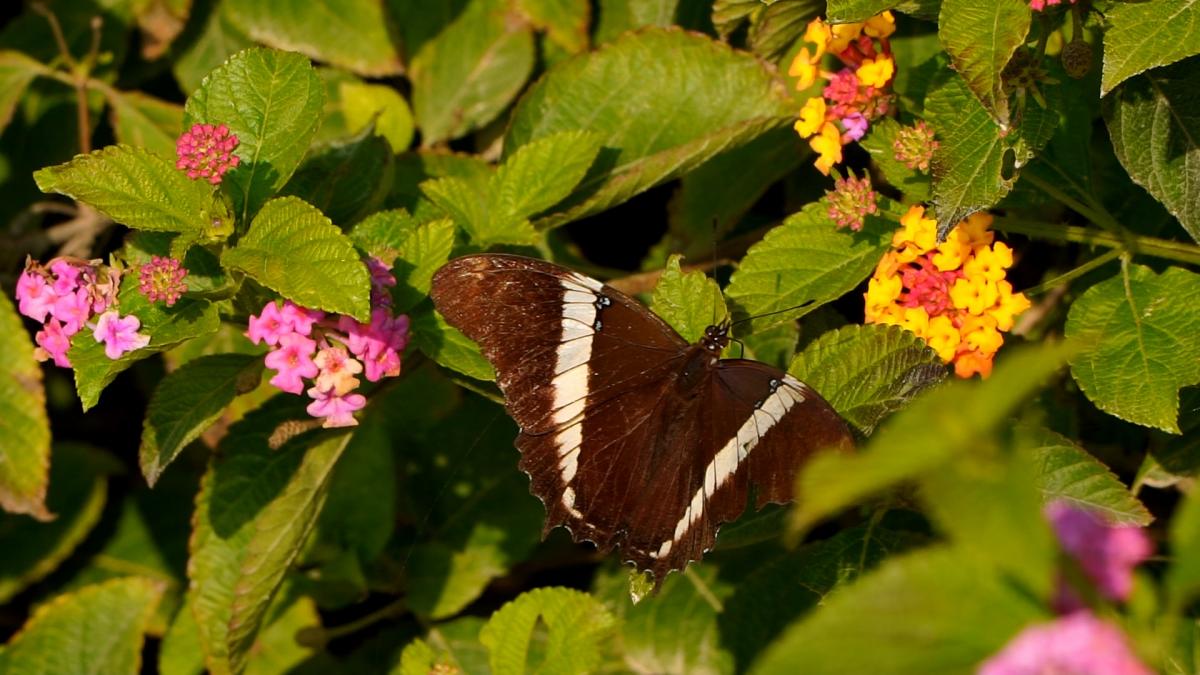 Foto Epafos Puntas Oxidadas