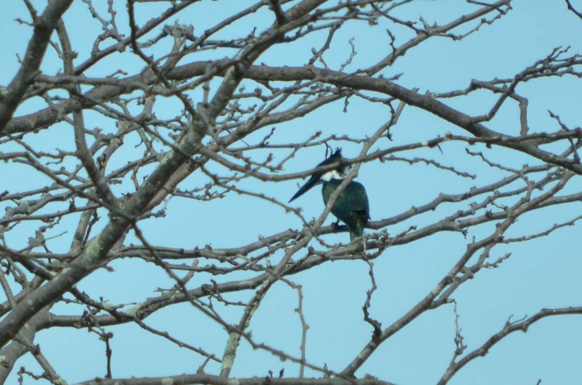 Foto Martín Pescador Mediano