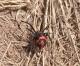 Latrodectus mirabilis