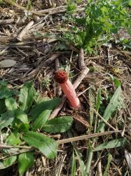 Foto Cuerno Hediondo