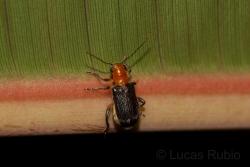  (Megascelis caerulipennis)