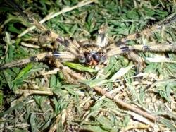  (Polybetes pythagoricus)