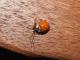 Harmonia axyridis