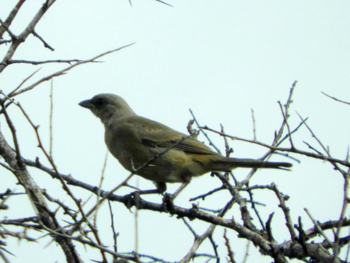 Photo Naranjero