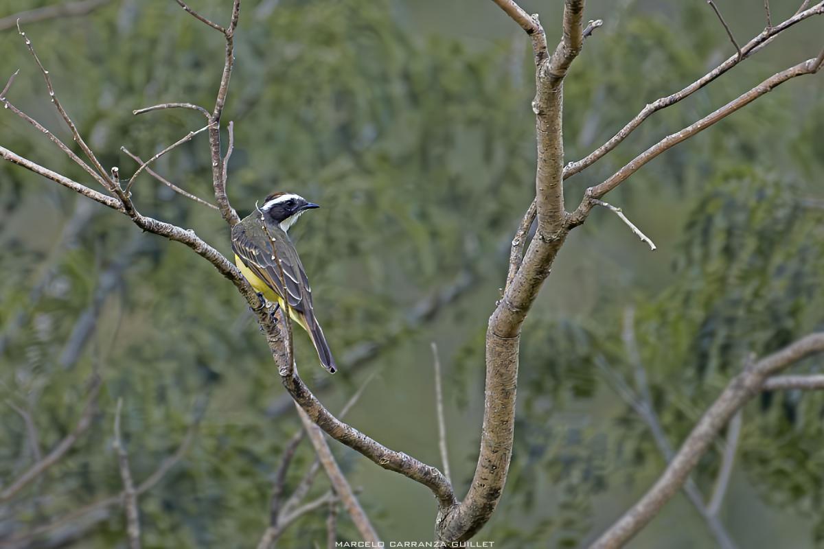 Foto Benteveo Mediano