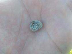 Foto Caracol Planorbis