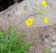 Diplotaxis tenuifolia