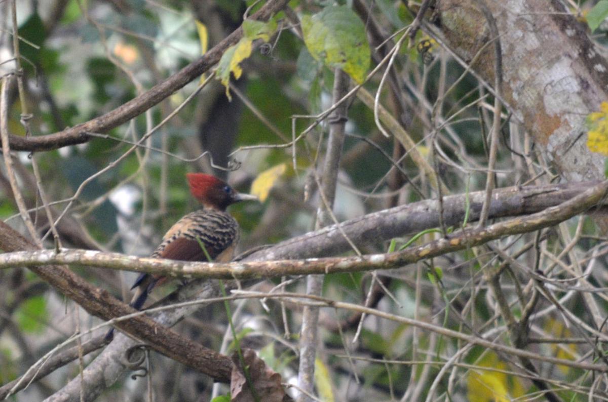 Foto Carpintero Cabecirrufo
