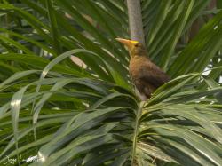 Foto Conoto Aceituna