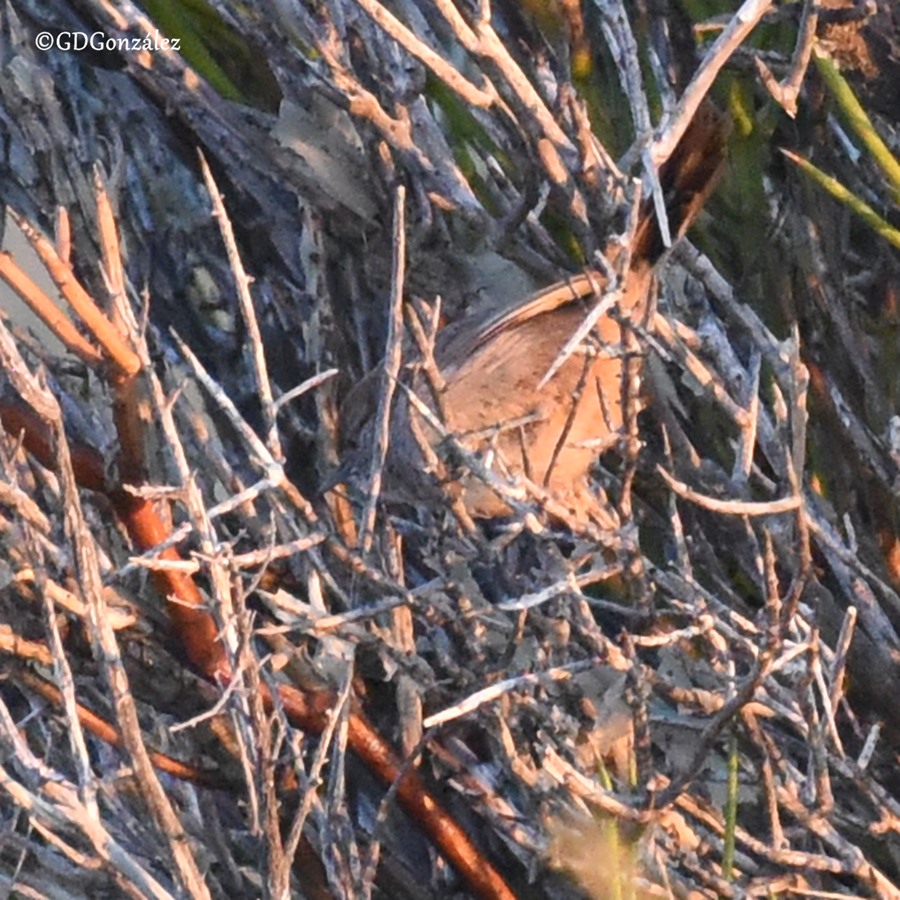 Foto Canastero Patagónico