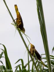 Foto Conoto Aceituna