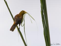 Foto Conoto Aceituna