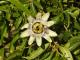Passiflora caerulea