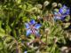 Borago officinalis