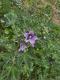 Malva sylvestris
