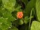 Anagallis arvensis