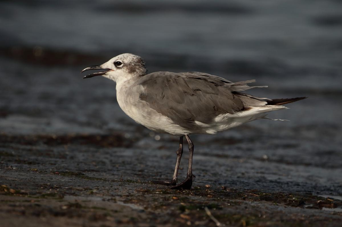 Foto Gaviota Reidora Americana
