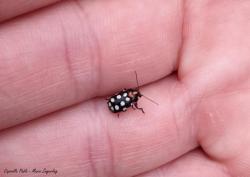  (Metallactus octoguttatus)