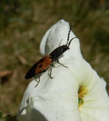 Foto Tuquito Naranja
