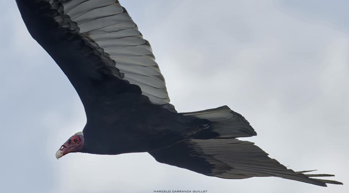 Foto Jote Cabeza Colorada
