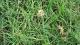 Nothoscordum gracile