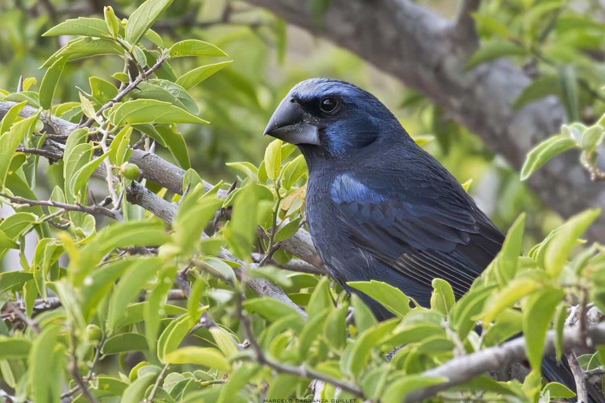 Photo Reinamora Grande