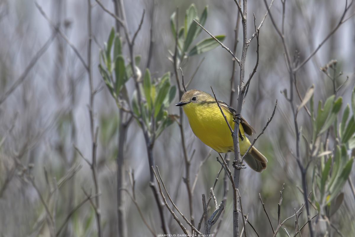 Photo Doradito Pardo