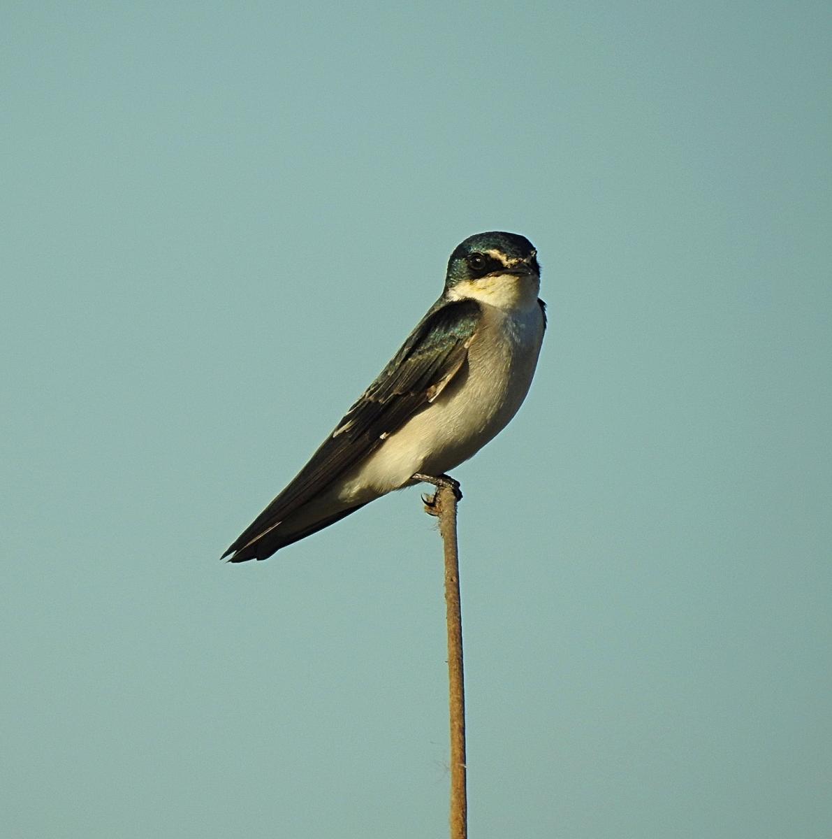 Photo Golondrina Ceja Blanca
