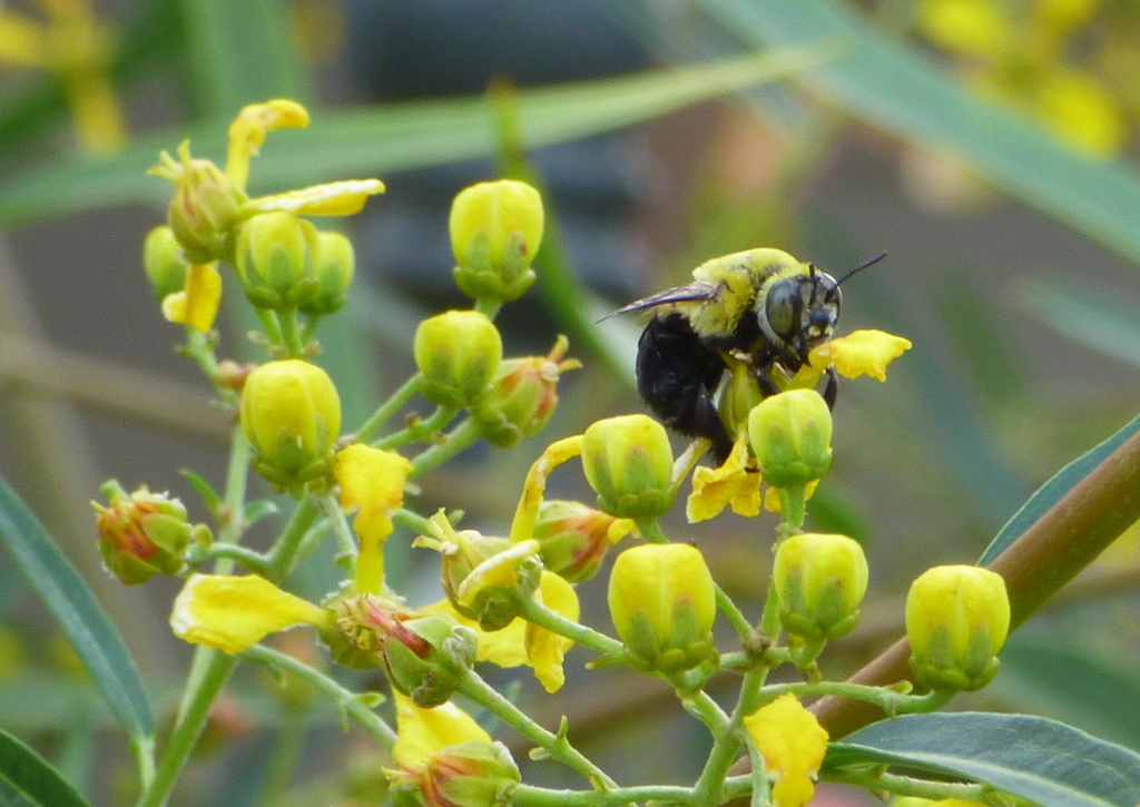 Foto Recolectora De Aceites Negra Y Amarilla