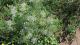 Ammi majus