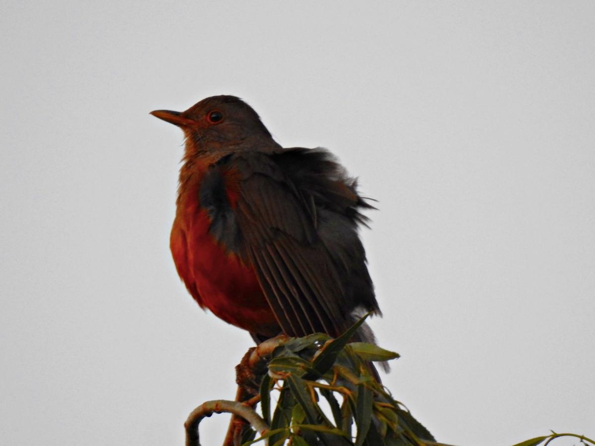 Foto Zorzal Colorado