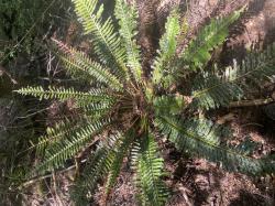  (Lomariocycas magellanica)