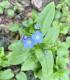  (Myosotis scorpioides)