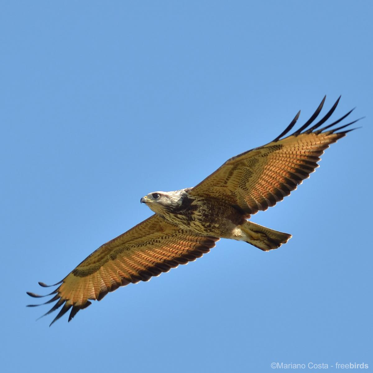 Photo Aguilucho Colorado