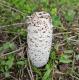 Coprinus comatus