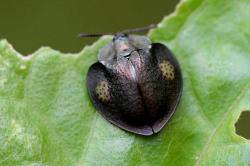  (Stolas redtenbacheri)