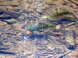  (Australoheros tembe)