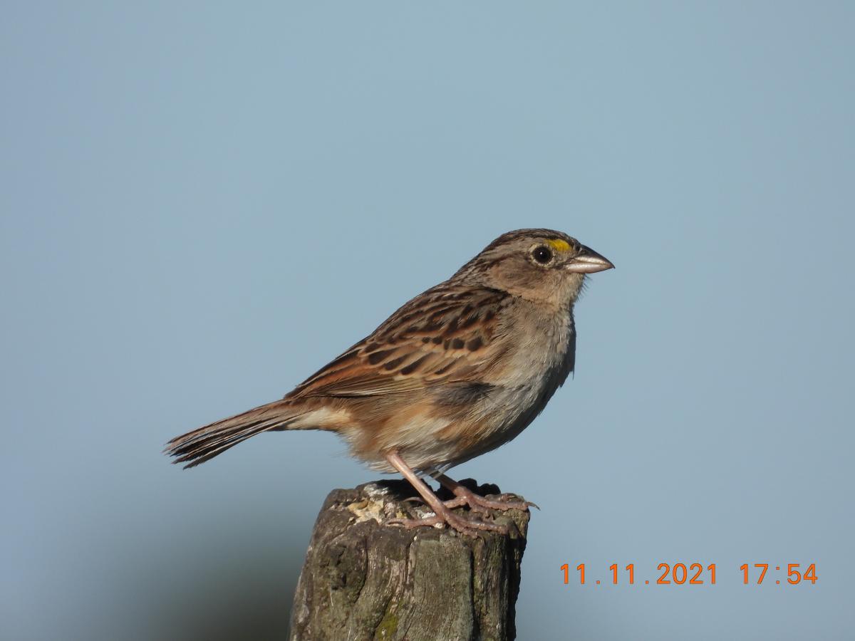 Foto Cachilo Ceja Amarilla