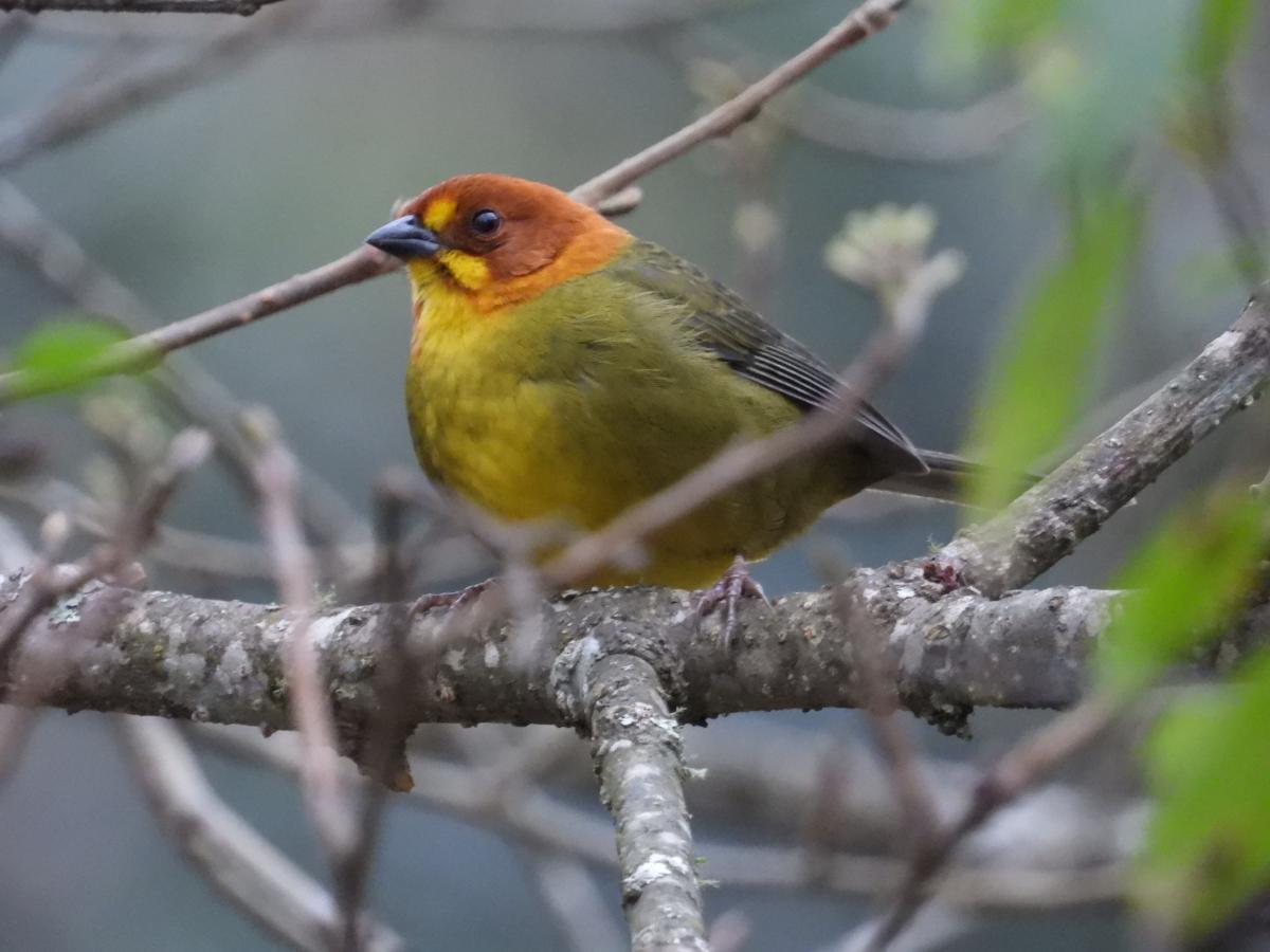 Atlapetes&nbsp;fulviceps