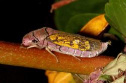  (Oncometopia facialis)