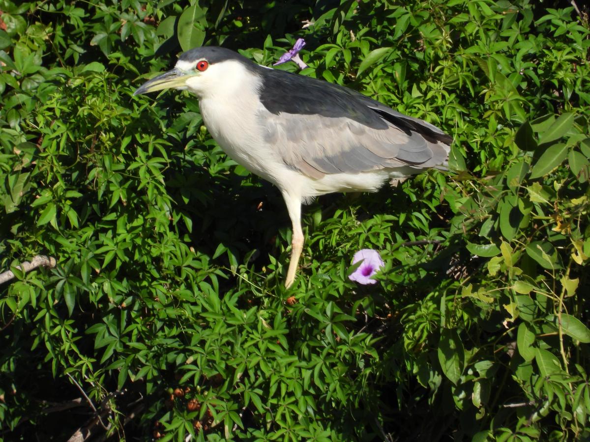 Foto Garza Bruja