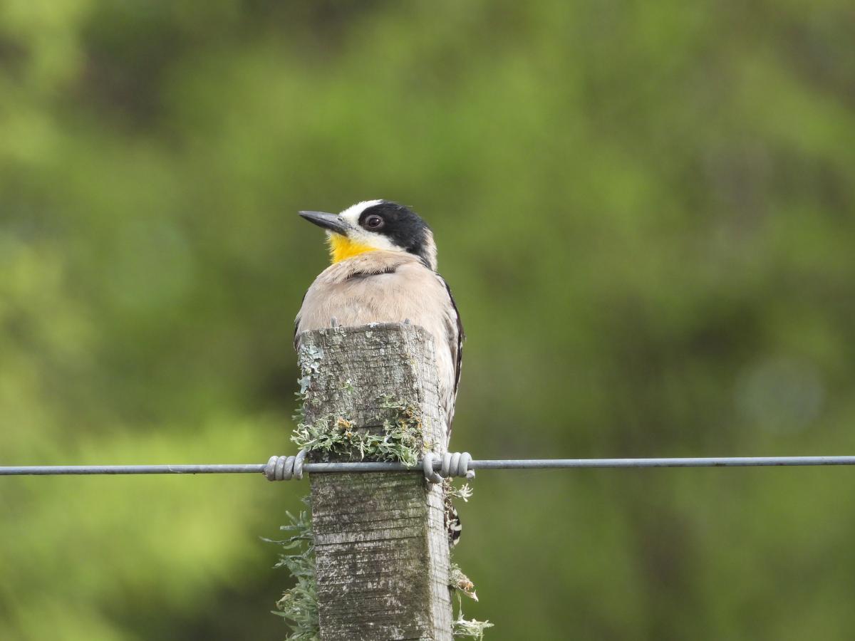 Foto Carpintero del Cardón