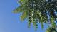 Ailanthus altissima