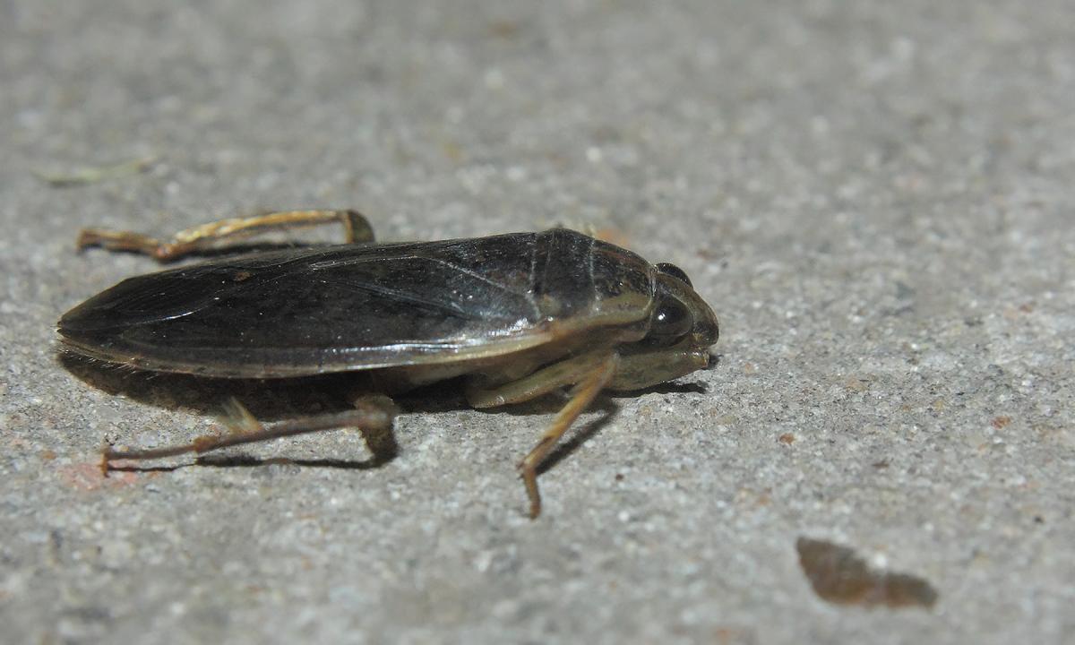 Photo Chinche de Agua