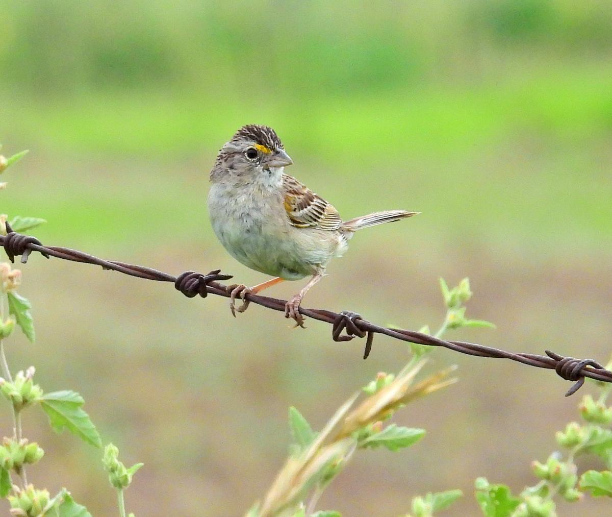 Foto Cachilo Ceja Amarilla