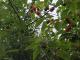 Broussonetia papyrifera
