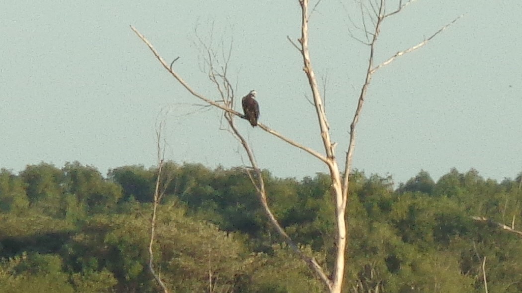 Foto Águila Pescadora