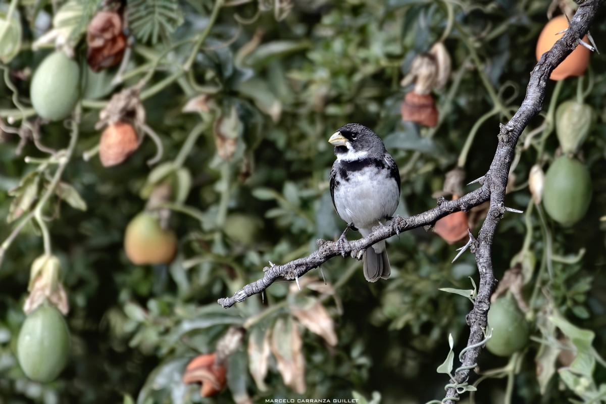 Foto Corbatita Común